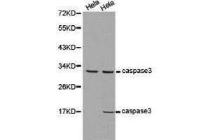 Western Blotting (WB) image for anti-Caspase 3 (CASP3) antibody (ABIN1871462) (Caspase 3 antibody)