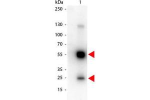 Image no. 1 for Goat anti-Rat IgG (Whole Molecule) antibody (HRP) (ABIN300922) (Goat anti-Rat IgG (Whole Molecule) Antibody (HRP))