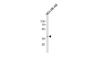 Anti-OR5A1 Antibody (C-term)at 1:500 dilution + MDA-MB-468 whole cell lysates Lysates/proteins at 20 μg per lane.