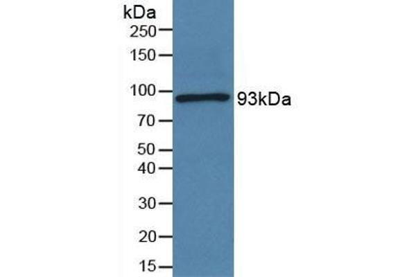 Periostin anticorps  (AA 97-230)