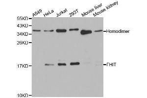 Western blot analysis of extracts of various cell lines, using FHIT antibody. (FHIT antibody  (AA 25-147))