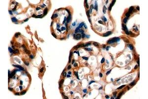 Detection of CD26 in Mouse Placenta Tissue using Polyclonal Antibody to Cluster Of Differentiation 26 (CD26) (DPP4 antibody  (AA 631-760))