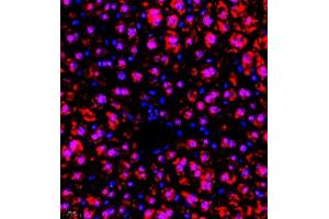 Immunofluorescence of paraffin embedded mouse liver using RBAK (ABIN7075383) at dilution of 1:400 (400x lens) (RBAK antibody)