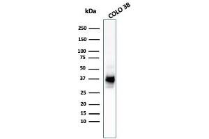 Western Blot Analysis of COLO-38 cell lysate using gp100 / Melanosome MAb (HMB45 + PMEL/783). (Melanoma gp100 antibody)