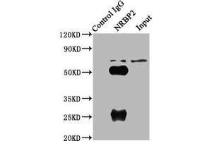 Immunoprecipitating NRBP2 in A549 whole cell lysate Lane 1: Rabbit control IgG (1 μg) instead of ABIN7161918 in A549 whole cell lysate. (NRBP2 antibody  (AA 12-258))