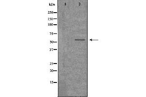 Western blot analysis of extracts from 293 cells，using CDKL2 antibody. (CDKL2 antibody  (Internal Region))