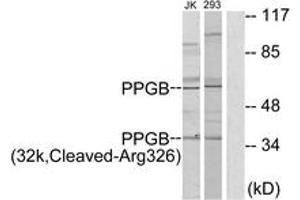 Western blot analysis of extracts from 293/Jurkat cells, treated with etoposide 25uM 1h, using PPGB (32k,Cleaved-Arg326) Antibody. (CTSA antibody  (Cleaved-Arg326))