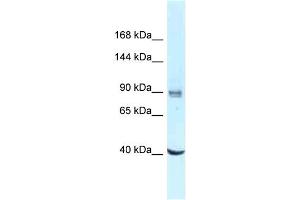 WB Suggested Anti-DDX23 Antibody Titration: 1. (DDX23 antibody  (C-Term))
