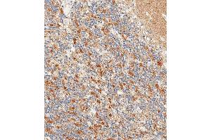 Immunohistochemical analysis of paraffin-embedded Human cerebellum tissue using (ABIN6242238 and ABIN6577695) performed on the Leica® BOND RXm. (CD56 antibody  (C-Term))
