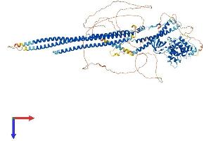 SRGAP3 Protein (AA 1-1099) (His tag)