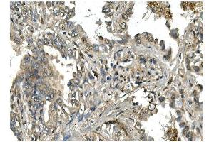 IHC analysis of Mesp2 using anti-Mesp2 antibody (ABIN7599353). (Mesp2 antibody  (AA 1-397))
