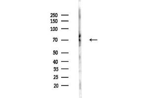 anti-Cleavage Stimulation Factor, 3' Pre-RNA, Subunit 2, 64kDa, tau Variant (CSTF2T) (N-Term) antibody