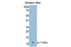 Western Blotting (WB) image for anti-Nucleophosmin (Nucleolar phosphoprotein B23, Numatrin) (NPM1) (AA 212-292) antibody (ABIN1860042) (NPM1 antibody  (AA 212-292))