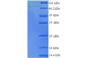 SDS-PAGE (SDS) image for Polymerase (RNA) III (DNA Directed) Polypeptide C (62kD) (POLR3C) (AA 1-534), (full length) protein (His-SUMO Tag) (ABIN4975847)