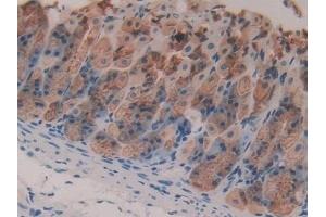 Detection of GIF in Mouse Stomach Tissue using Polyclonal Antibody to Gastric Intrinsic Factor (GIF) (Intrinsic Factor antibody  (AA 31-288))