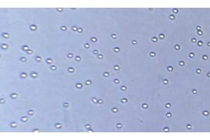 Epithelial Cell Adhesion Molecule (EPCAM) (AA 24-265) (Active) protein (His tag)
