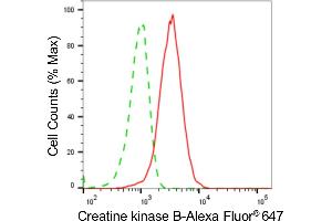 Flow cytometric analysis of Creatine kinase B expression in HeLa cells using Creatine kinase B antibody (ABIN7798163), 1:2,000).