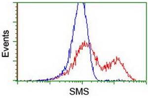 Image no. 2 for anti-Spermine Synthase, SMS (SMS) antibody (ABIN1501098) (SMS antibody)