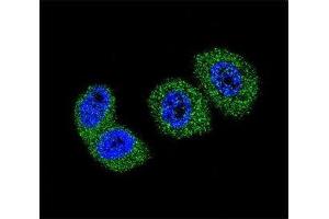 Confocal immunofluorescent analysis of FOXO3 antibody with MCF-7 cells followed by Alexa Fluor 488-conjugated goat anti-rabbit lgG (green). (FOXO3 antibody  (AA 224-253))