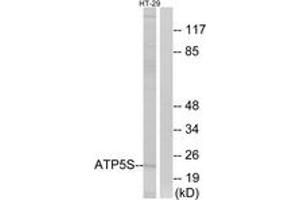 Western blot analysis of extracts from HT-29 cells, using ATP5S Antibody.