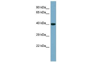WB Suggested Anti-KCTD16 Antibody Titration: 0. (KCTD16 antibody  (N-Term))