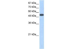 WB Suggested Anti-ZNF416 Antibody Titration:  1. (ZNF416 antibody  (N-Term))