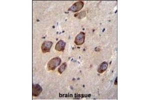 CACNG6 Antibody (Center) (ABIN655983 and ABIN2845367) immunohistochemistry analysis in formalin fixed and paraffin embedded human brain tissue followed by peroxidase conjugation of the secondary antibody and DAB staining.