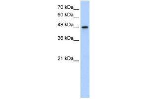 Western Blot showing MAT1A antibody used at a concentration of 1. (MAT1A antibody  (N-Term))