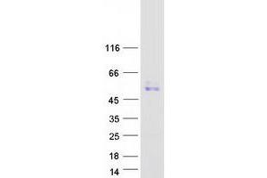 Validation with Western Blot (CPSF6 Protein (Myc-DYKDDDDK Tag))