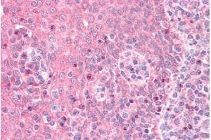 ABIN5539638 (5µg/ml) staining of paraffin embedded Human Tonsil. (GNAI2 antibody  (AA 289-299))