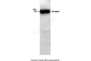 Image no. 1 for anti-NLR Family, Pyrin Domain Containing 2 (NLRP2) antibody (ABIN363311) (NLRP2 antibody)