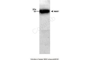 Image no. 1 for anti-NLR Family, Pyrin Domain Containing 2 (NLRP2) antibody (ABIN363311) (NLRP2 antibody)