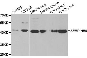 Western blot analysis of extracts of various cell lines, using SERPINB9 antibody (ABIN5973795) at 1/1000 dilution. (SERPINB9 antibody)