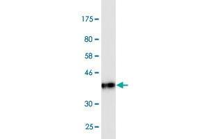 Western Blot detection against Immunogen (37. (CEACAM6 antibody  (AA 156-265))