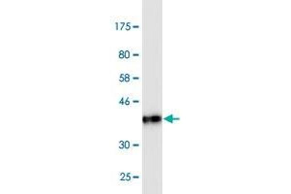 CEACAM6 antibody  (AA 156-265)