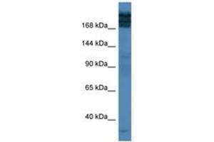 Image no. 1 for anti-Nucleoprotein TPR (TPR) (AA 2276-2325) antibody (ABIN6746940) (TPR antibody  (AA 2276-2325))