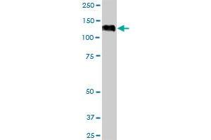 EIF4ENIF1 MaxPab polyclonal antibody. (EIF4ENIF1 antibody  (AA 1-985))