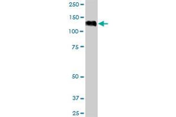 EIF4ENIF1 antibody  (AA 1-985)