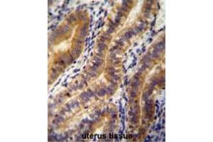 ANGPT2 antibody (C-term) immunohistochemistry analysis in formalin fixed and paraffin embedded human uterus tissue followed by peroxidase conjugation of the secondary antibody and DAB staining. (Angiopoietin 2 antibody  (C-Term))