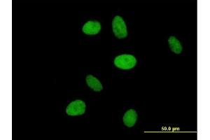 Immunofluorescence of purified MaxPab antibody to NR6A1 on HeLa cell. (NR6A1 antibody  (AA 1-475))