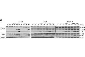 Western Blotting (WB) image for anti-Glyceraldehyde-3-Phosphate Dehydrogenase (GAPDH) antibody (ABIN2857072)
