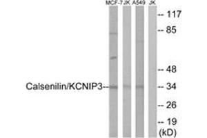 Western blot analysis of extracts from MCF-7/Jurkat/A549 cells, using Calsenilin/KCNIP3 (Ab-63) Antibody. (DREAM antibody  (AA 29-78))