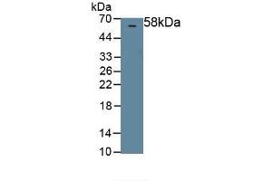 Detection of Recombinant PEDF, Rat using Polyclonal Antibody to Pigment Epithelium Derived Factor (PEDF) (PEDF antibody  (AA 20-418))