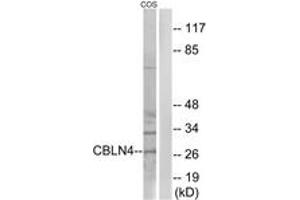 Western blot analysis of extracts from COS cells, using CBLN4 Antibody. (CBLN4 antibody  (AA 141-190))