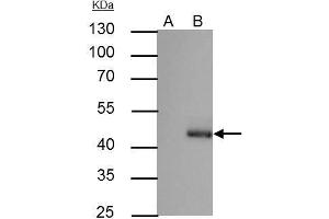 IP Image C/EBP alpha antibody immunoprecipitates C/EBP alpha protein in IP experiments.