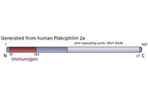 Image no. 3 for anti-Plakophilin 2 (PKP2) (AA 19-183) antibody (ABIN968178) (Plakophilin 2 antibody  (AA 19-183))