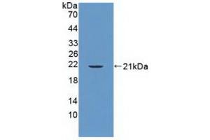 Western blot analysis of recombinant Human PTPN13. (PTPN13 antibody  (AA 1-161))