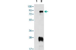 Western blot analysis of PRMT7 (arrow) using PRMT7 polyclonal antibody . (PRMT7 antibody  (N-Term))