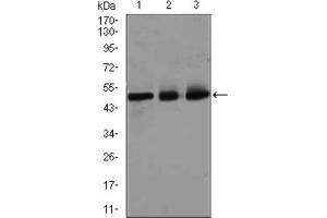 Western Blotting (WB) image for anti-E2F Transcription Factor 1 (E2F1) (AA 69-223) antibody (ABIN1845545) (E2F1 antibody  (AA 69-223))