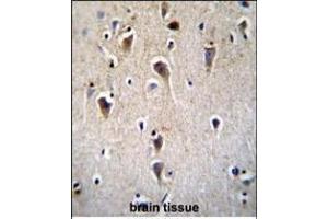 CRFR2D Antibody (ABIN655259 and ABIN2837856) immunohistochemistry analysis in formalin fixed and paraffin embedded human brain tissue followed by peroxidase conjugation of the secondary antibody and DAB staining. (CRFR2D antibody)